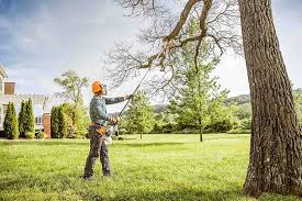 Best Commercial Tree Removal  in Elm Springs, AR