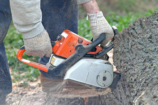 Best Residential Tree Removal  in Elm Springs, AR