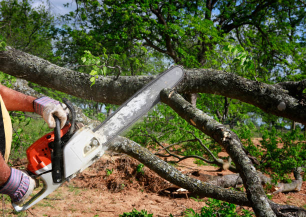 Best Tree Preservation Services  in Elm Springs, AR